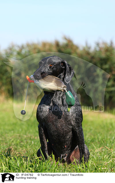 hunting training / IF-04782