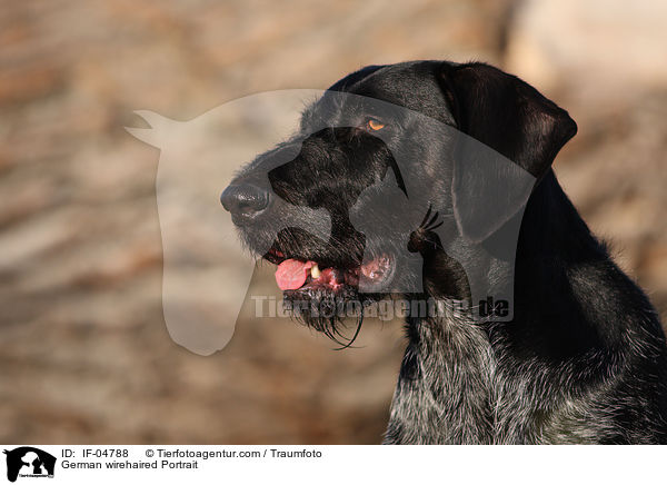 German wirehaired Portrait / IF-04788