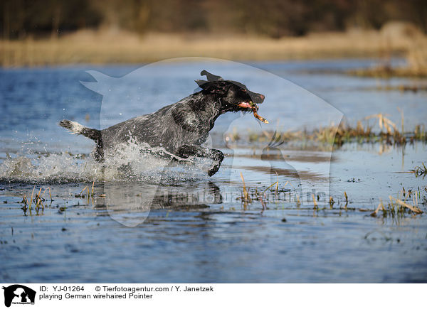 playing German wirehaired Pointer / YJ-01264