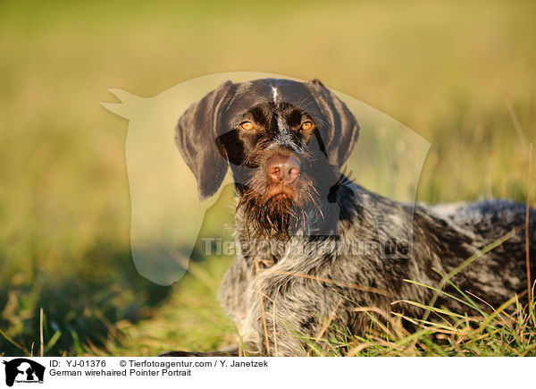 German wirehaired Pointer Portrait / YJ-01376