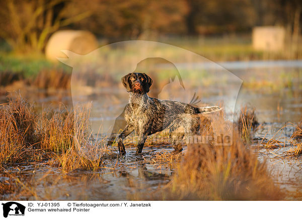 German wirehaired Pointer / YJ-01395