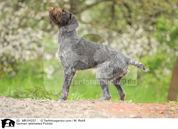 German wirehaired Pointer / MR-04257