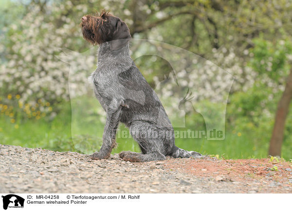 German wirehaired Pointer / MR-04258