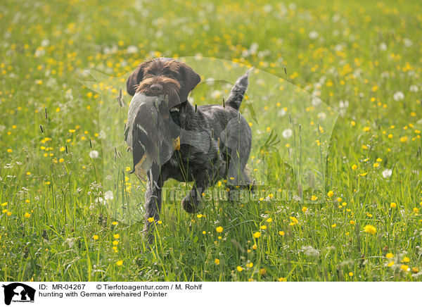 hunting with German wirehaired Pointer / MR-04267