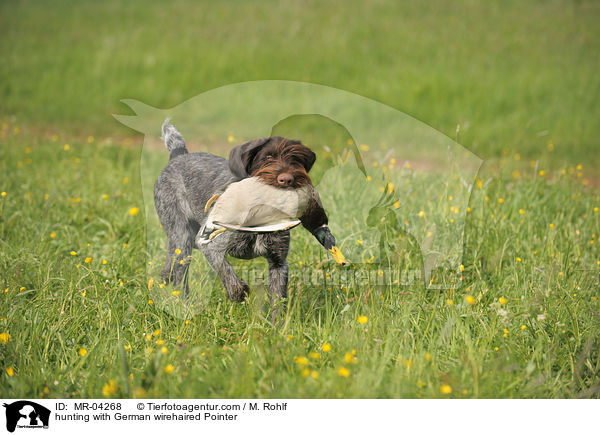 hunting with German wirehaired Pointer / MR-04268