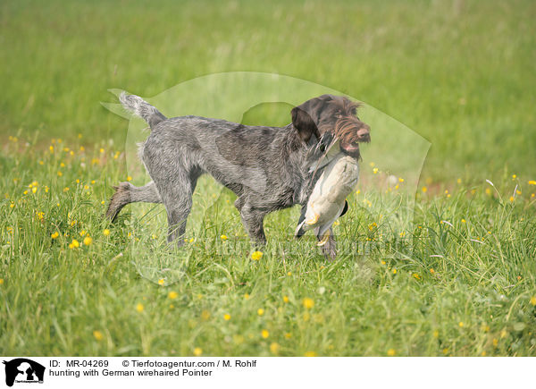 hunting with German wirehaired Pointer / MR-04269