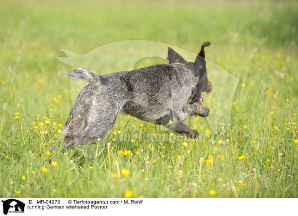 running German wirehaired Pointer / MR-04270