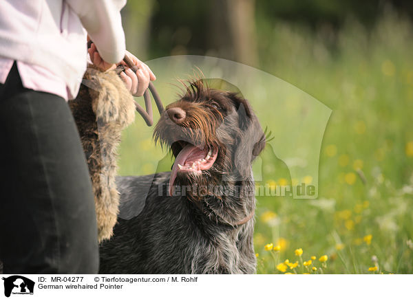 German wirehaired Pointer / MR-04277