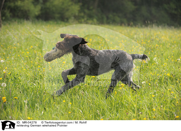 retrieving German wirehaired Pointer / MR-04278