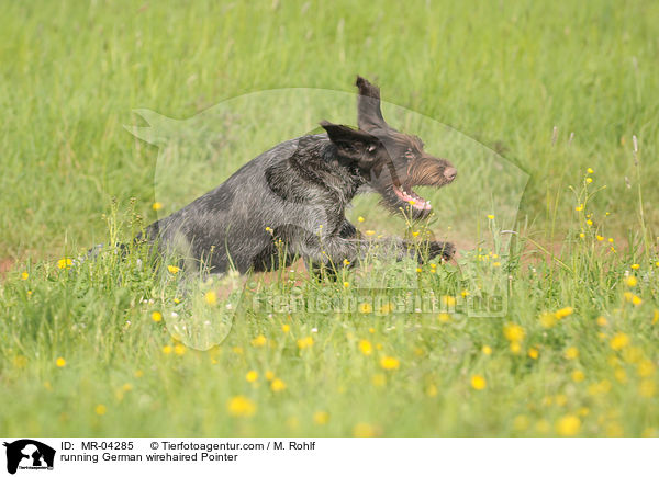 running German wirehaired Pointer / MR-04285