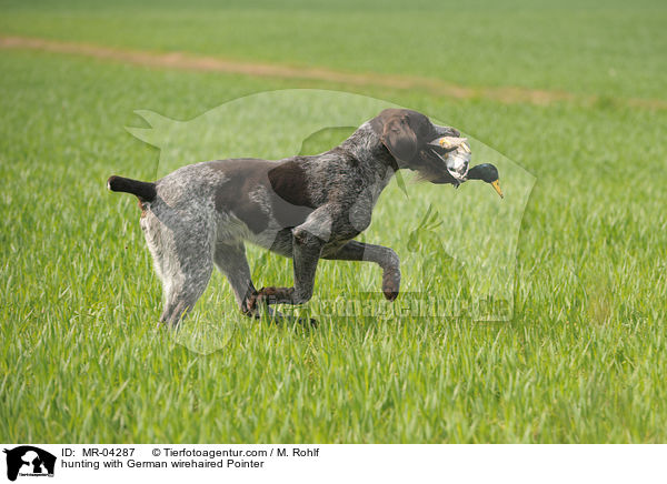 hunting with German wirehaired Pointer / MR-04287