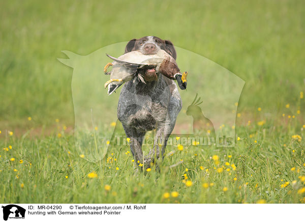 hunting with German wirehaired Pointer / MR-04290