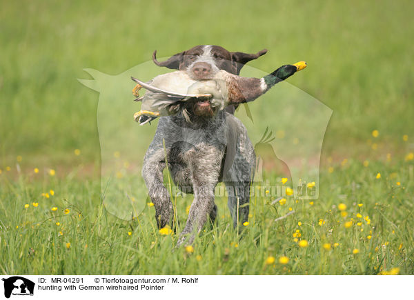 hunting with German wirehaired Pointer / MR-04291