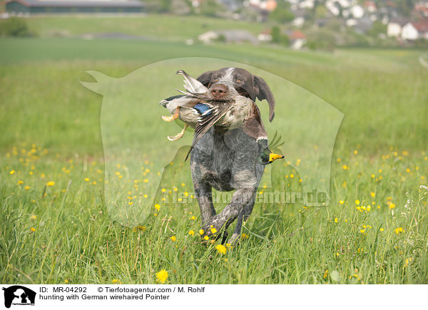 hunting with German wirehaired Pointer / MR-04292