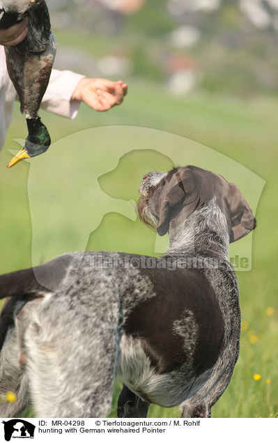 Deutsch Drahthaar bei der Jagd / hunting with German wirehaired Pointer / MR-04298