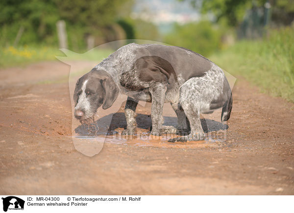Deutsch Drahthaar / German wirehaired Pointer / MR-04300