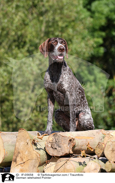 German wirehaired Pointer / IF-05658