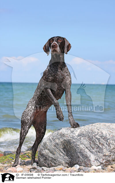 German wirehaired Pointer / IF-05698