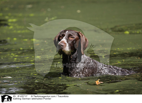 badender Deutsch Drahthaar / bathing German wirehaired Pointer / IF-05717