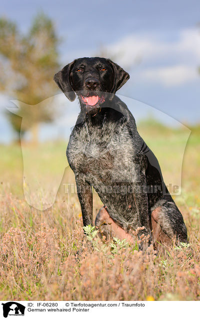 German wirehaired Pointer / IF-06280