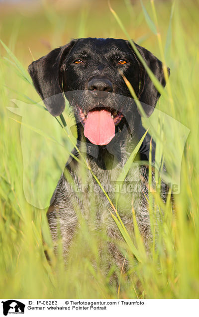German wirehaired Pointer Portrait / IF-06283