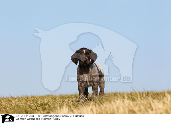 German wirehaired Pointer Puppy / JH-11293