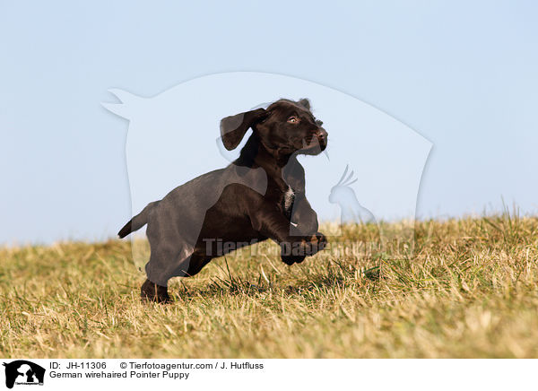 German wirehaired Pointer Puppy / JH-11306