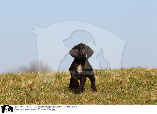 German wirehaired Pointer Puppy / JH-11310