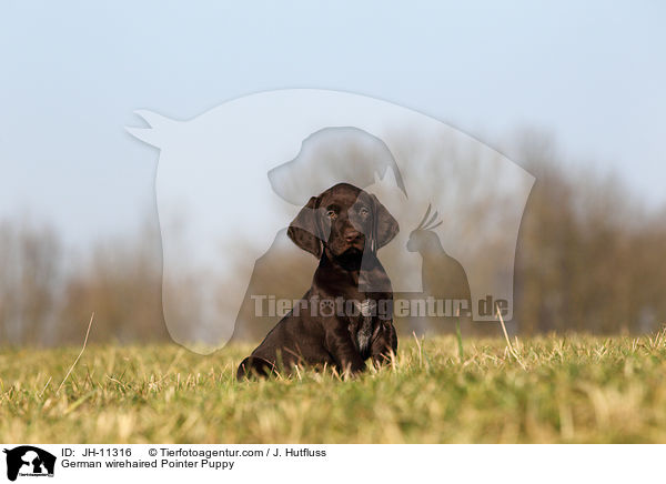 German wirehaired Pointer Puppy / JH-11316