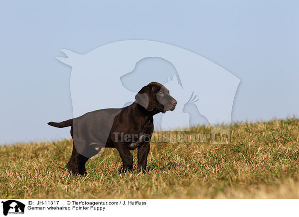German wirehaired Pointer Puppy / JH-11317