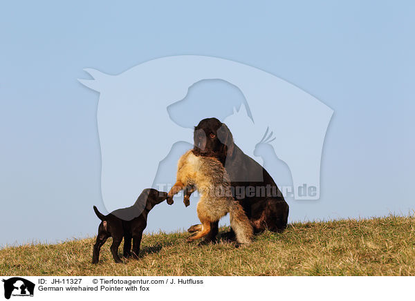 German wirehaired Pointer with fox / JH-11327