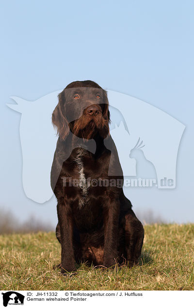 German wirehaired Pointer / JH-11332