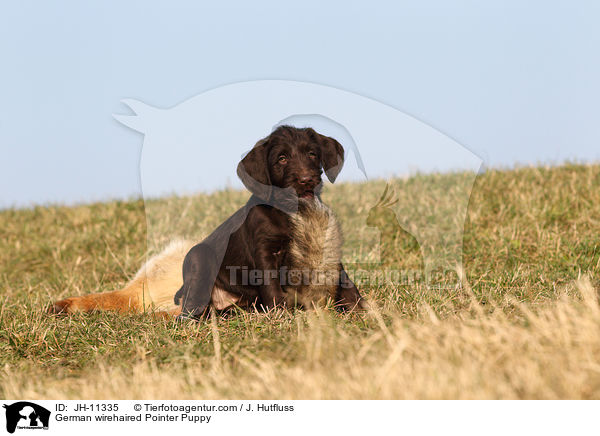 German wirehaired Pointer Puppy / JH-11335