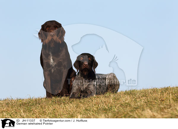German wirehaired Pointer / JH-11337