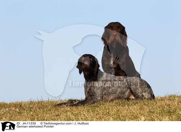 German wirehaired Pointer / JH-11339