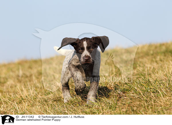German wirehaired Pointer Puppy / JH-11342
