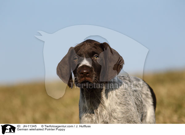 German wirehaired Pointer Puppy / JH-11345