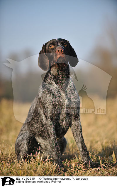 sitting German wirehaired Pointer / YJ-02615