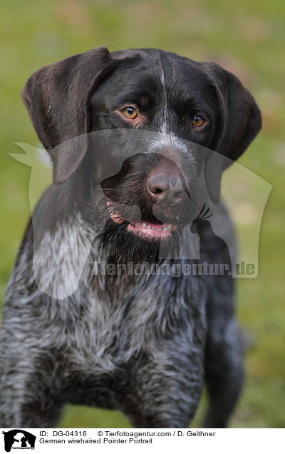 German wirehaired Pointer Portrait / DG-04316