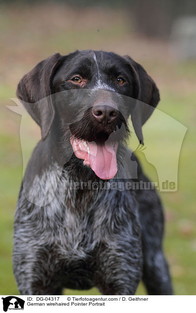 German wirehaired Pointer Portrait / DG-04317