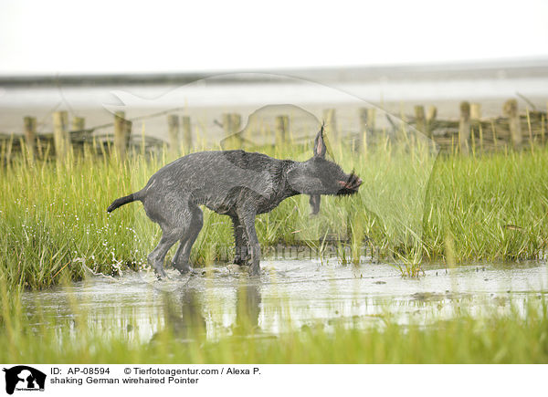 shaking German wirehaired Pointer / AP-08594