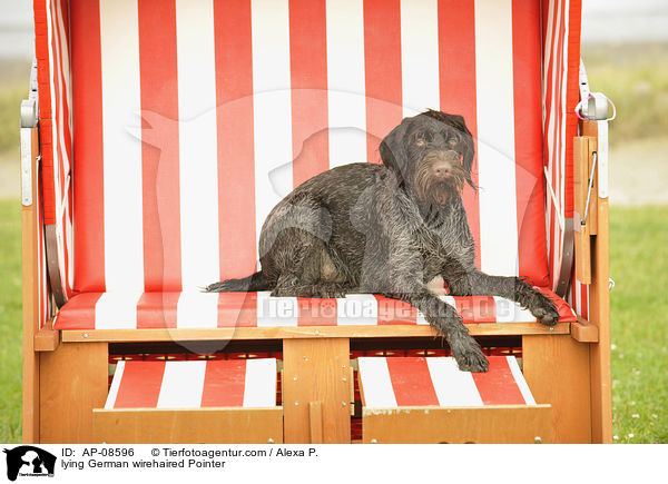 lying German wirehaired Pointer / AP-08596
