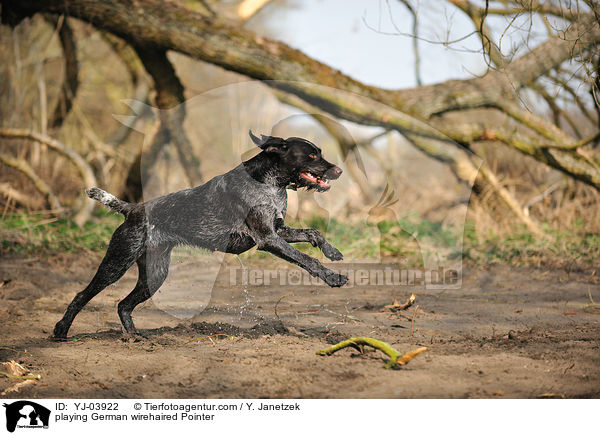 playing German wirehaired Pointer / YJ-03922