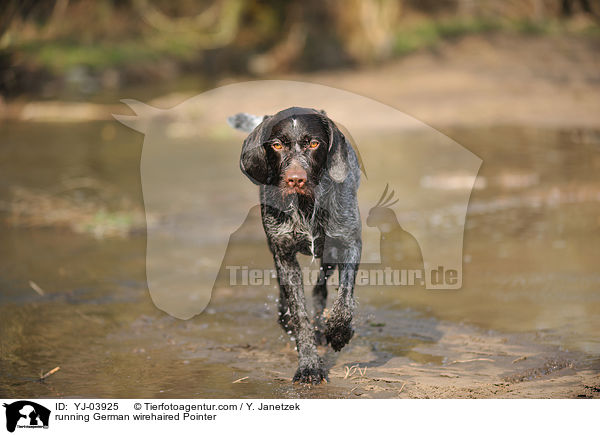 rennender Deutsch Drahthaar / running German wirehaired Pointer / YJ-03925
