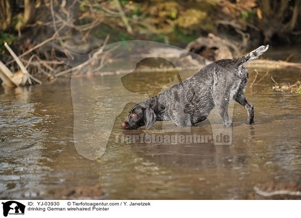 drinking German wirehaired Pointer / YJ-03930