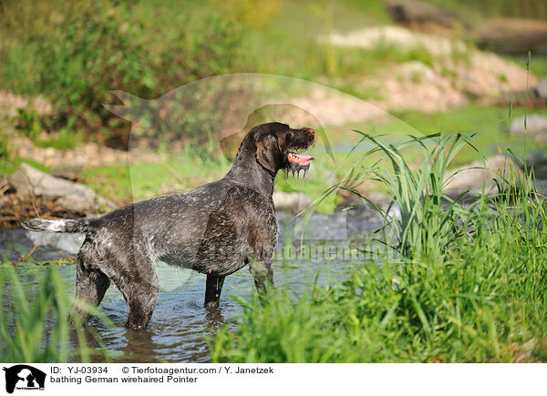 bathing German wirehaired Pointer / YJ-03934