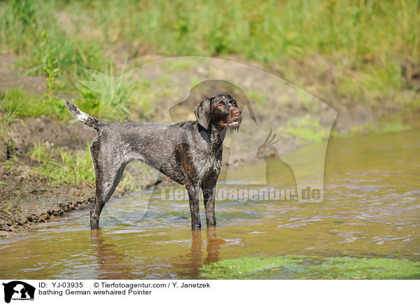 bathing German wirehaired Pointer / YJ-03935