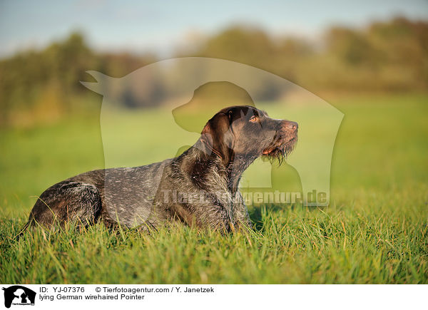 lying German wirehaired Pointer / YJ-07376