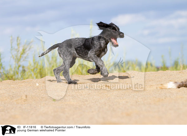 young German wirehaired Pointer / IF-11816