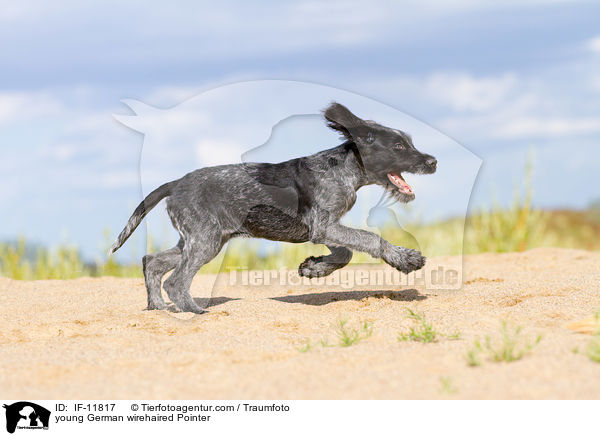 young German wirehaired Pointer / IF-11817